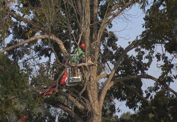 Arborists offer day of service to honor veterans